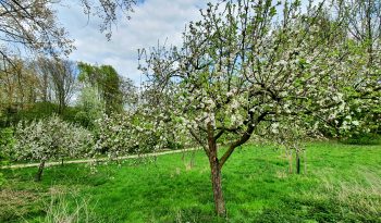 Frühlingsblüten am Apfelbaum an den Grummer Teichen