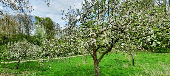 Frühlingsblüten am Apfelbaum an den Grummer Teichen