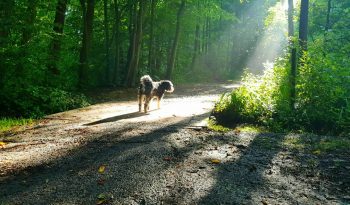 Hund im Sonnenschein: Rudi